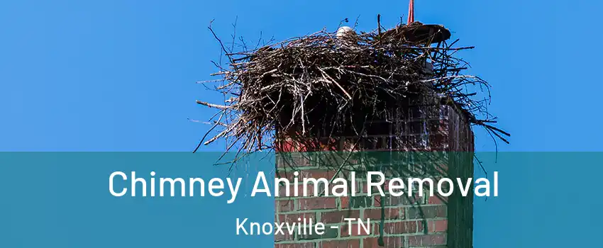  Chimney Animal Removal Knoxville - TN