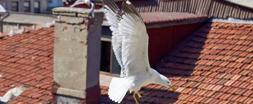 Residential Chimney Animal Removal Solution in Knoxville, TN