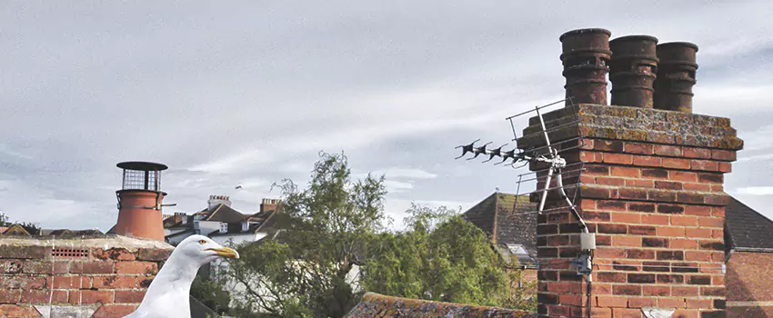 Chimney Cleaning And Restoration in Knoxville, Tennessee